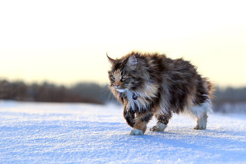 Maine coon