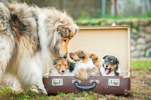 Viejas maletas que puedes reciclar como cama para tu perro