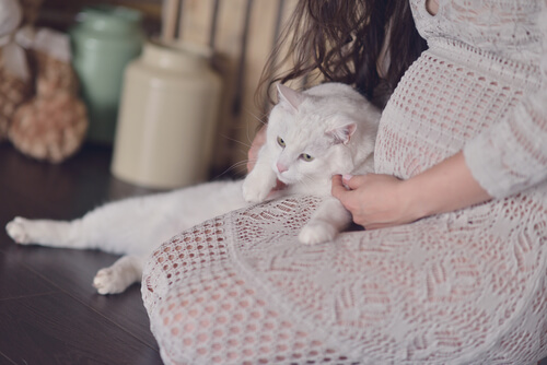 mujer embarazada gato