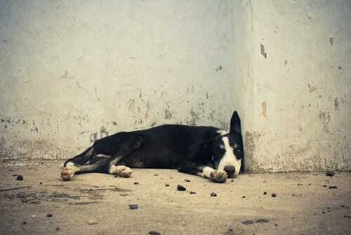 perro en la calle
