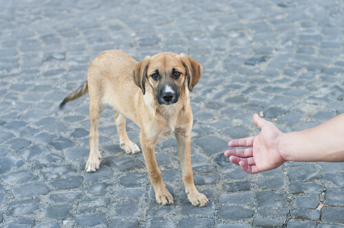 perro en la calle