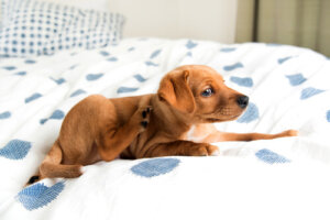 Los parches calientes en perros