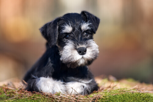 El Schnauzer es una raza de perros originaria de Alemania.