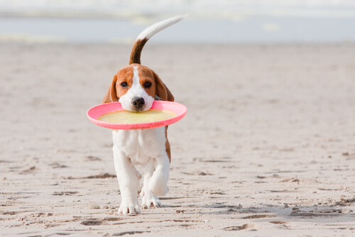 Perro con un frisbee en la boca