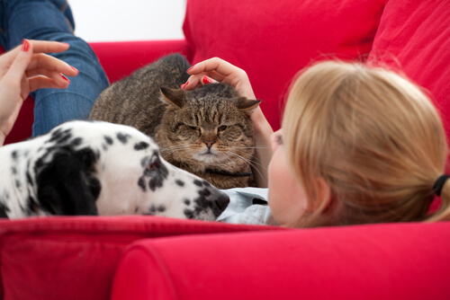 perro y gato sofa