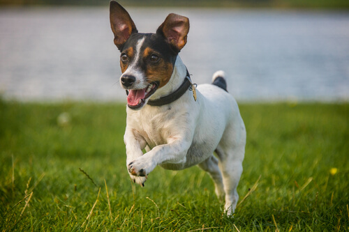 Ratonero corriendo en césped