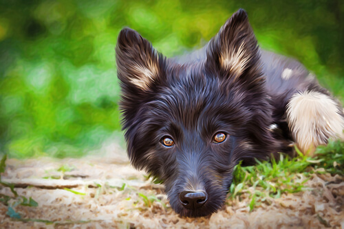 perro
