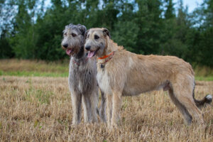 5 razas de perros que tienen barba