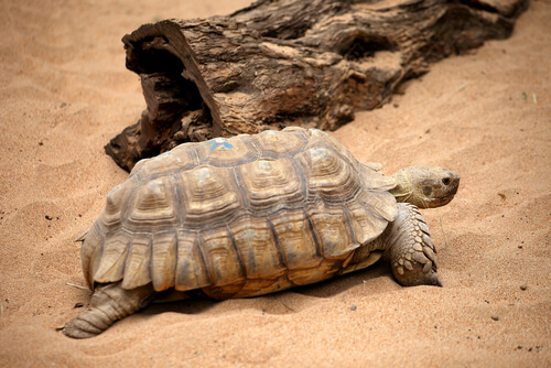 Tortuga de tierra