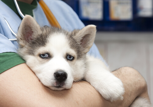 Pautas de vacunación del cachorro