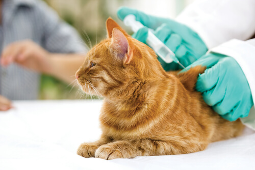Vacunas para gatos: el veterinario, nuestro mejor aliado