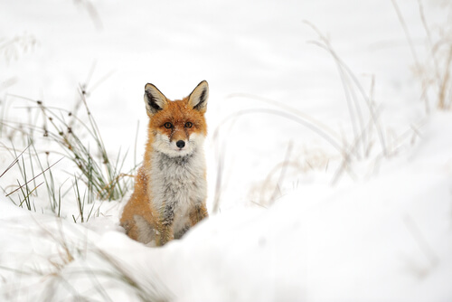 10 animales que viven en la nieve