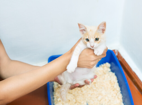 Kitten being held over a litter box