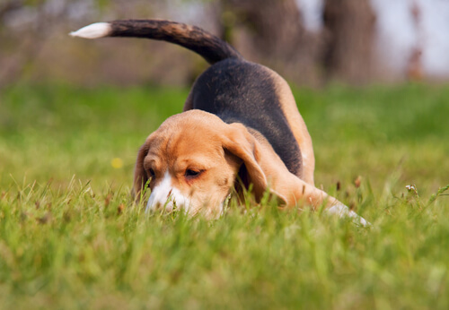 Beagle rastreando
