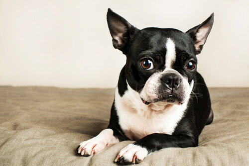 Boston Terrier laying on a bed