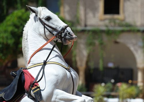 caballo andaluz 2