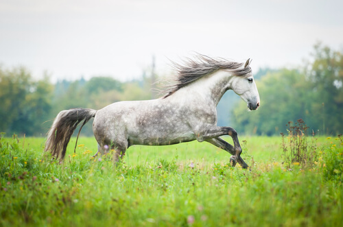 caballo andaluz 3