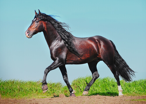 El caballo andaluz es el más elegante: descubre por qué es tan espectacular