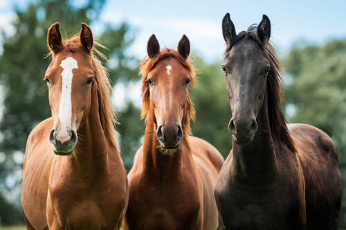 Tres caballos.