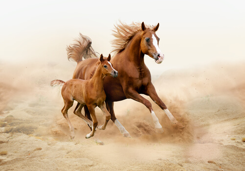 ¿Sabes cuáles son los defectos más habituales en los caballos?