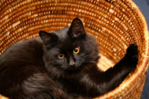 Camas para gatos hechas a mano