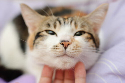 caricia gato