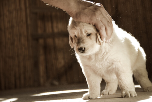 caricia perro 2