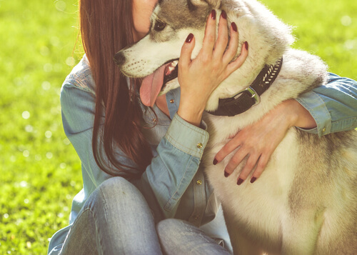 caricia perro
