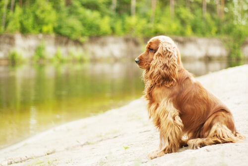 cocker spaniel
