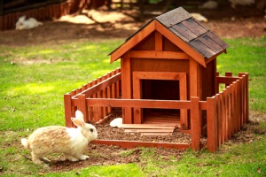 Consejos a la hora de tener un conejo en casa