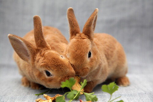 Conejos comiendo
