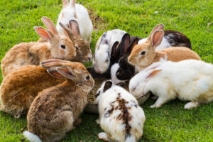 ¿Puede un conejo comer zanahoria?