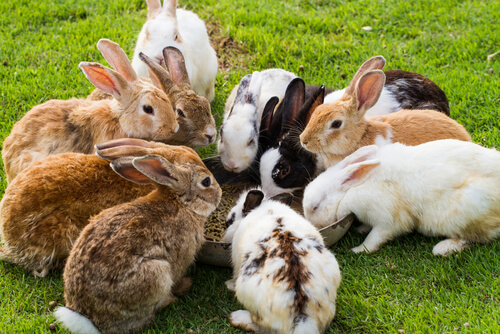 ¿Puede un conejo comer zanahoria?