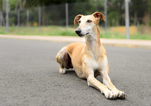 Perro galgo tumbado