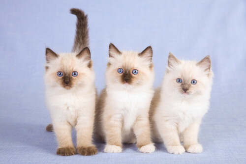 gatinhos ragdoll