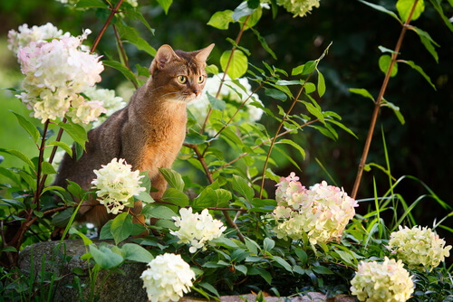 El Abisinio, el gato de la mirada curiosa