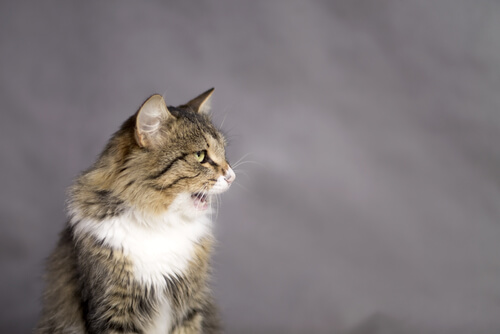 gato boca abierta