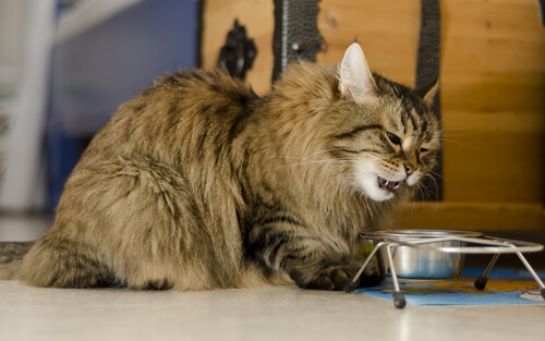 La hipersensibilidad alimentaria en gatos