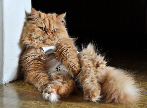 gato enfermo