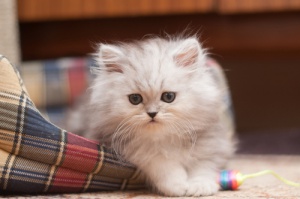 El gato Persa: conoce sus características
