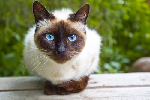 El gato siamés es muy independiente.