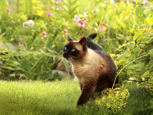¿Cuáles son las principales características del gato siamés?