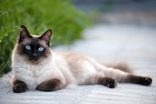 El gato siamés presenta unos grandes ojos azules.