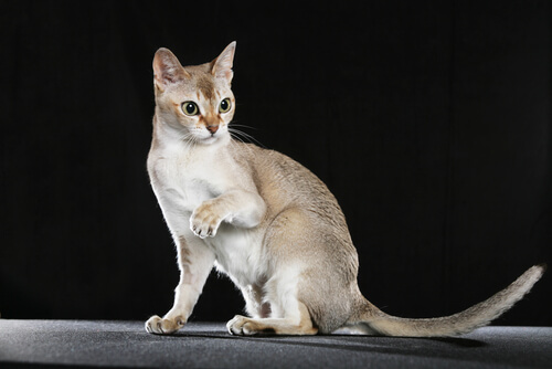 gato singapura 2