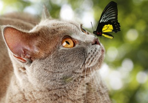 Descubre si tu gato es inteligente o no