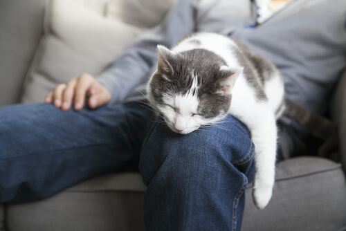 A cat asleep on its owner's leg.