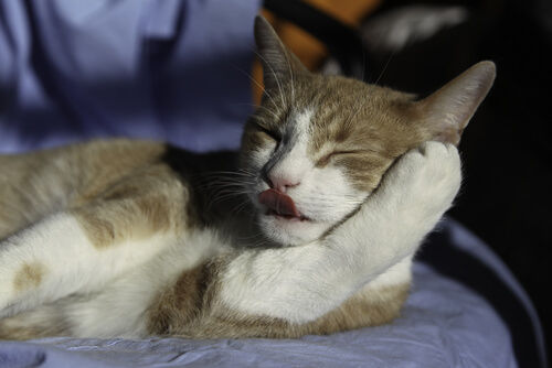 gatos