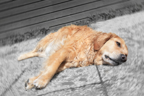 10 medicamentos humanos prohibidos para perros