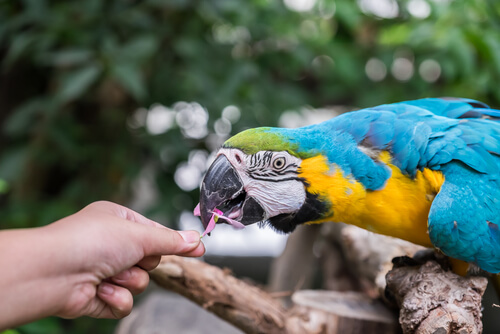 loro comiendo
