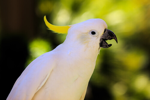 loro